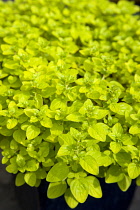 Food, Herbs, Marjoram, Origanum vulgare, detail of culinary oregano leaves.