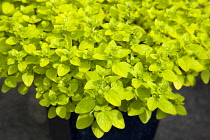 Food, Herbs, Marjoram, Origanum vulgare, detail of culinary oregano leaves.