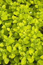 Food, Herbs, Marjoram, Origanum vulgare, detail of culinary oregano leaves.