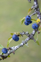 Plant, Shrub, Berries, abundant purple sloes on a Blackthorn, Prunus spinosa, in the autumn in the New Forest.