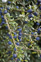 Plant, Shrub, Berries, abundant purple sloes on a Blackthorn, Prunus spinosa, in the autumn in the New Forest.