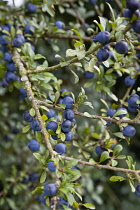 Plant, Shrub, Berries, abundant purple sloes on a Blackthorn, Prunus spinosa, in the autumn in the New Forest.