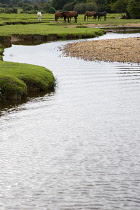 England, Hampshire, New Forest, Ponies grazing beside a stream in Ogdens Purlieu, a fertile valley near Ogden village.