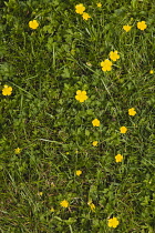 Plant, Flower, Creeping Buttercup, Ranunculus repens, small yellow flowers growing in garden lawn grass.