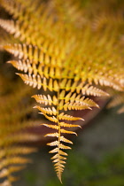 Plant, Autumn Fern, Japanese Shield Fern, Dryopteris erythrosora, bronze coloured new young frond.