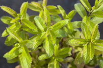 Plant, Herbs, Swiss mint, Mentha spicata, details of culinary green leaves.