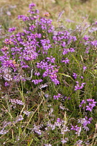 Plants, Flowers, Bell Heather, Erica cinerea, deep pink to purple bell shaped spikes of flowers on stems growing wild in the New Forest.