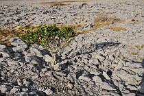 Ireland, County Clare, The Burren, A solitary holly bush growing amidst the rocks.