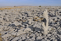 Ireland, County Clare, The Burren