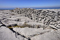 Ireland, County Clare, The Burren, Clints and grykes below a typical stone wall.
