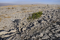 Ireland, County Clare, The Burren, A solitary holly bush growing amidst the rocks.