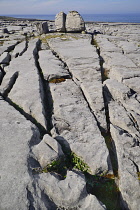 Ireland, County Clare, The Burren, Clint blocks of limestone and gryke fissures leading to a rock boulder.