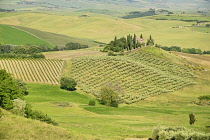 Italy, Tuscany, Val D'Orcia, The Belvedere Building on a hilltop surrounded by cypress trees sitting above olive groves and wheat fields in Val D'Orcia valley.