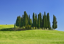 Italy, Tuscany, Val D'Orcia, Famous cypress grove near San Quirico D'Orcia.