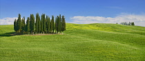 Italy, Tuscany, Val D'Orcia, Famous cypress grove near San Quirico D'Orcia.