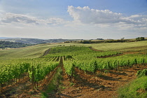 Italy, Tuscany, San Quirico D'Orcia, Agriturismo Bagnaia Farmhouse Accommodation and  Vineyard with Tuscan hills in the distance.