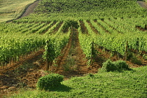 Italy, Tuscany, San Quirico D'Orcia, Agriturismo Bagnaia Farmhouse Accommodation and  Vineyard.