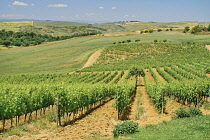 Italy, Tuscany, San Quirico D'Orcia, Agriturismo Bagnaia Farmhouse Accommodation and  Vineyard with Tuscan hills in the distance.