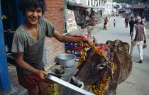 Nepal, Boy feeding sacred cow wearing flower garland.