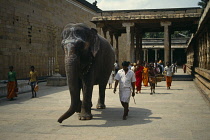 India, Tamil Nadu, Tiruchirappalli, Sacred temple elephant with decorated head leading procession of pilgrims.