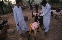 Pakistan, North, Islamabad, Inspection of goats at market for ritual sacrifice at Eid festival .