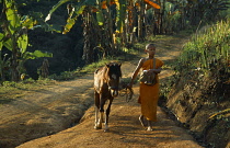 Thailand, Wat Phra Acha Tong, Novice Buddhist monk from The Golden Horse Forest Monastery leading pony and carrying alms bowl,  The novice monks ride out daily to preach and collect alms.