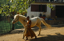 Thailand, Wat Phra Acha Tong, Young novice Buddhist monk from The Golden Horse Forest Monastery leading grey pony,  The novice monks ride out daily to collect alms and preach.