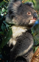 Australia, Animals, Portrait of Koala Bear in eucalyptus tree.