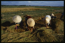 Vietnam, Hoi An, Field workers wearing straw hats harvesting rice bundles.