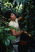 Panama, Coffee plantation worker.