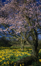 England, West Sussex, Findon, Flowering cherry trees and daffodils in Spring sunshine.