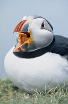 Iceland, Latrabjarg, Close shot of puffin on ground with open beak.