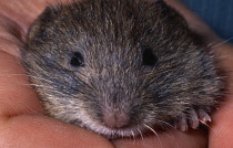 Wales, Dyfed, Skomer Island, Skomer vole held in hand. The Vole is unique to Skomer and inhabits the expanses of bracken across the island.