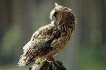 Scotland, Glenfeshie, Long Eared Owl. Asio otus. Single bird perched on tree stump.
