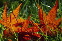 England, Surrey, Cranleigh, Fallen Maple leaves in Autumn colours.