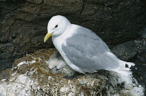 Iceland, Arnastapi, Kittiwake Rissa tridactyla. Adult on cliff nest with egg and two chicks visible.