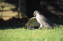 England, West Sussex, Angmering, Sparrowhawk Accipiter nisus, Male bird of prey on ground with caught starling.