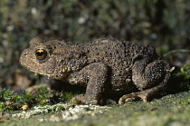 Animals, Single, Toad, Bufo Bufo Toad.