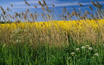 Agriculture, Farming, Crops, Tall grass or reeds and oil seed rape crop.