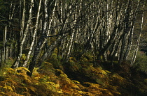 Scotland, Highlands, Glen Spean, Trees and bracken.