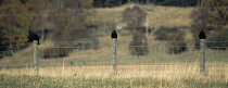 Birds, Perched, Rooks, Three rooks perched on fence posts.