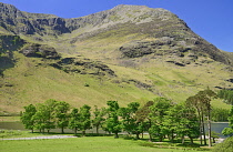 England, Cumbria, English Lake District, Buttermere Lake with the famous copse in the foreground.