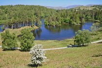 England, Cumbria, English Lake District, Tarn Hows.