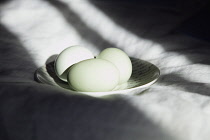 Festivals, Religious, Easter, Studio shot of eggs on ceramic saucer.