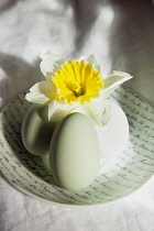 Festivals, Religious, Easter, Studio shot of eggs on ceramic saucer with yellow daffodil.