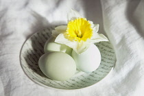 Festivals, Religious, Easter, Studio shot of eggs on ceramic saucer with yellow daffodil.