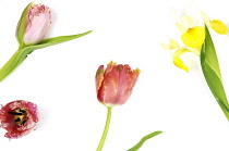 Plants, Flowers, Studio shot of colourful cut Tulip stems against white background.