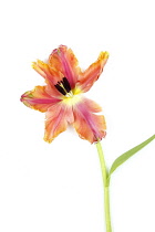 Plants, Flowers, Studio shot of colourful cut Tulip stems against white background.