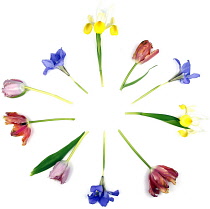 Plants, Flowers, Studio shot of colourful cut Tulip stems with Irises in a radial pattern against white background.