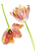 Plants, Flowers, Studio shot of colourful cut Tulip stems against white background.